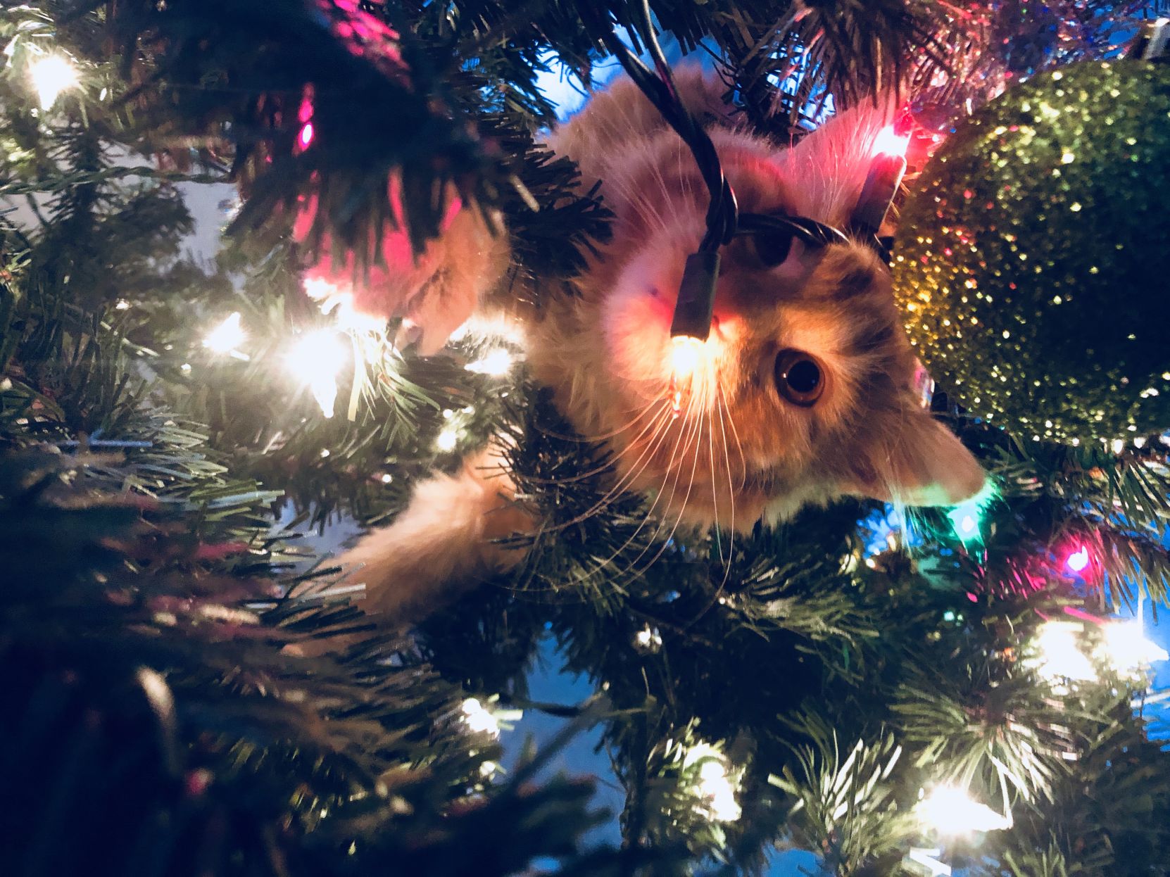 Chirstmas Cats